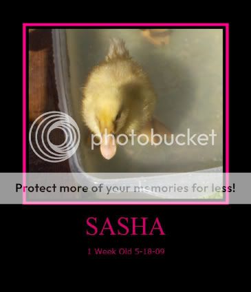 Sasha-1.jpg