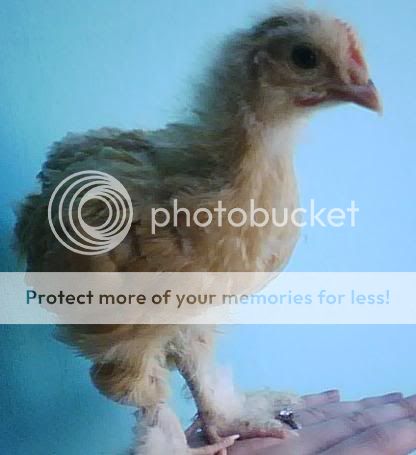 chick2-1.jpg