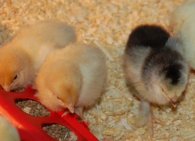 3-8-10chicksx38.jpg