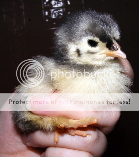 chicks010.jpg
