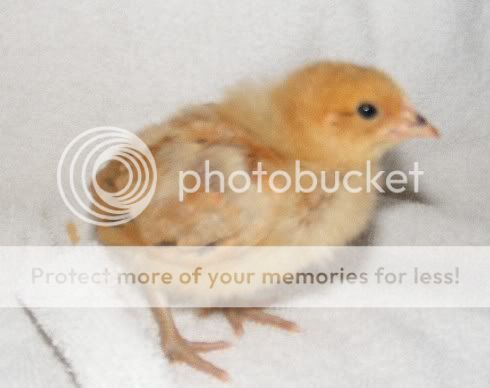 chick13.jpg