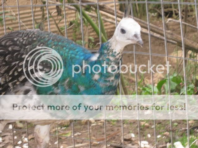 Peacock3.jpg