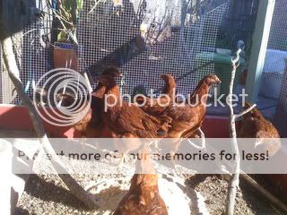 Chickens-11-01-06-026-1.jpg