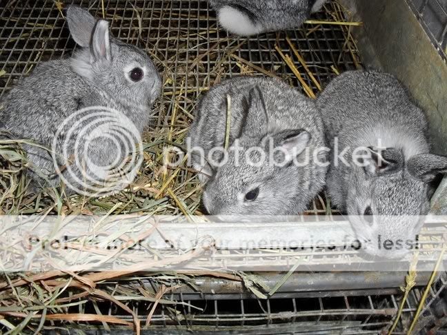 bunniespaintings005.jpg