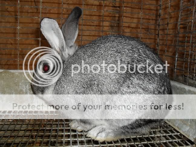 bunniespaintings011.jpg