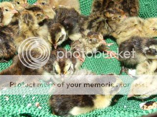 newchicks260208029.jpg