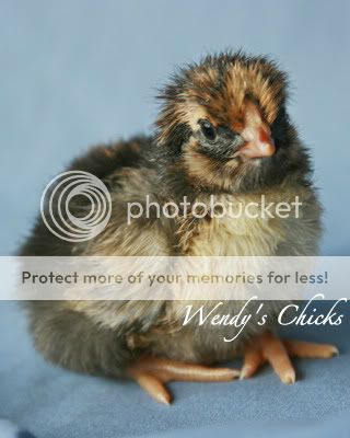 chick05.jpg