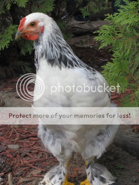 rooster1-1.jpg