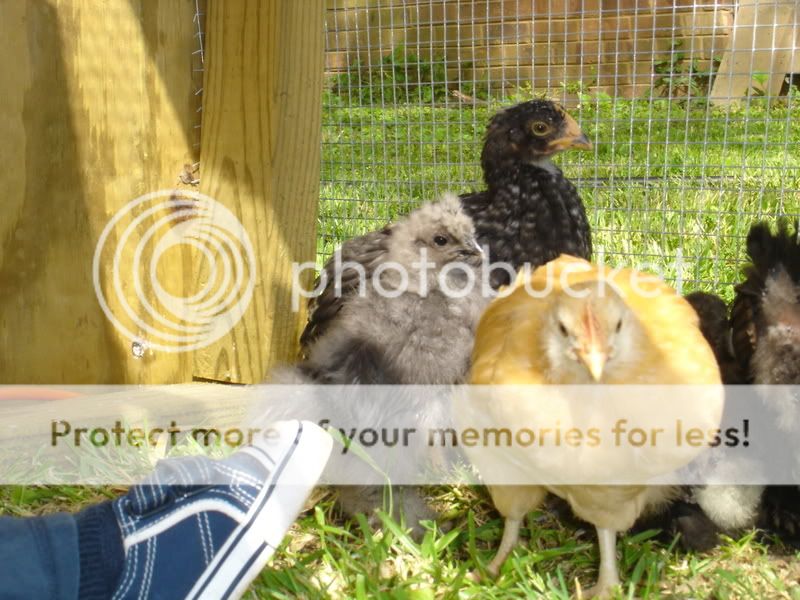 chickens068.jpg