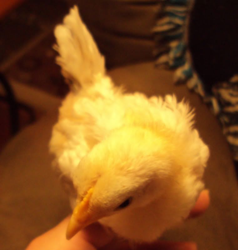 SassyWhitePullet2.jpg