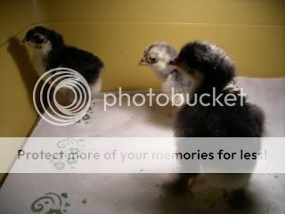 chicks001.jpg