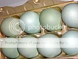 green-blue-eggs-1.jpg