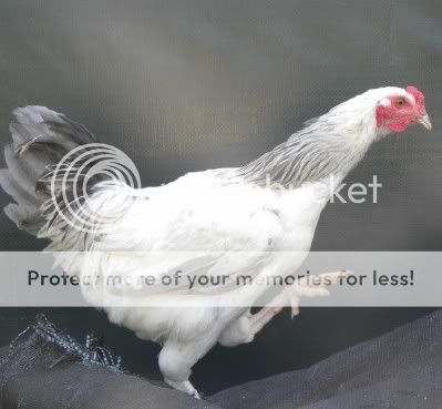 rooster3-1.jpg