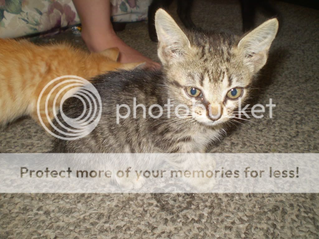 Kittens10-02-09.jpg