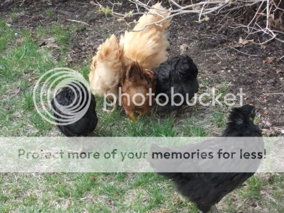 chickens046-1.jpg