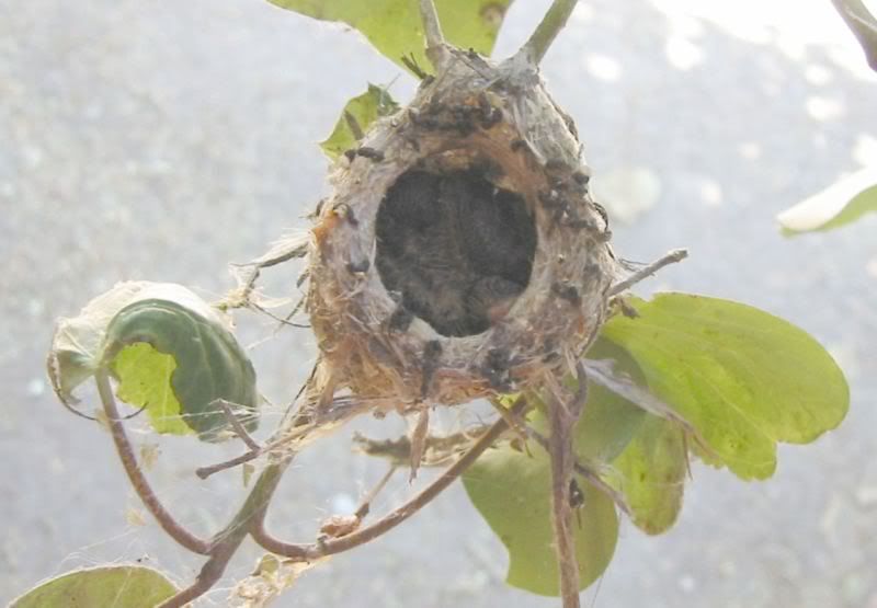 6102011Hummingbirdnest002email.jpg