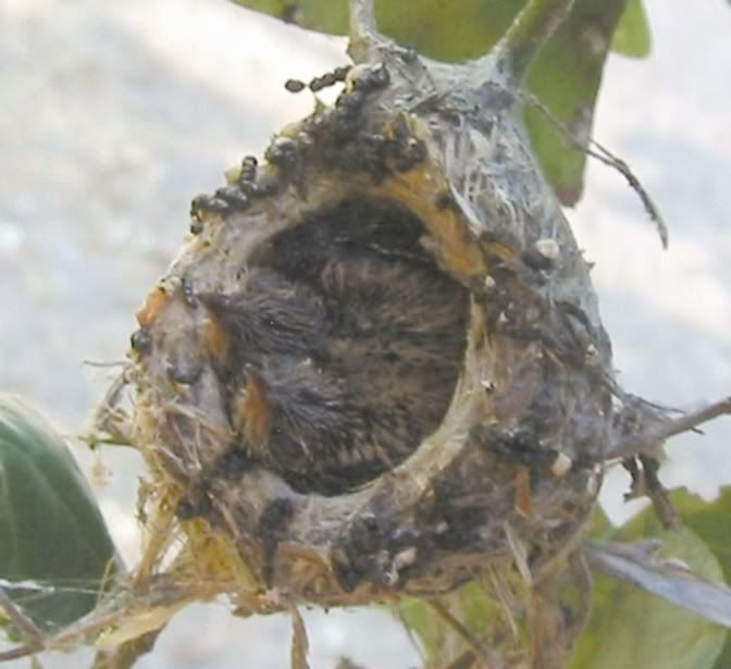 6132011HummingbirdNest01email.jpg