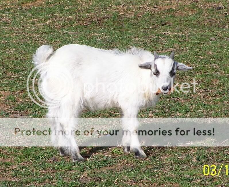 goats017sm.jpg