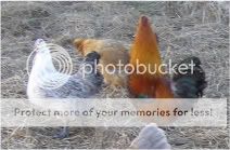 ChickensSilkieXEE003-3.jpg