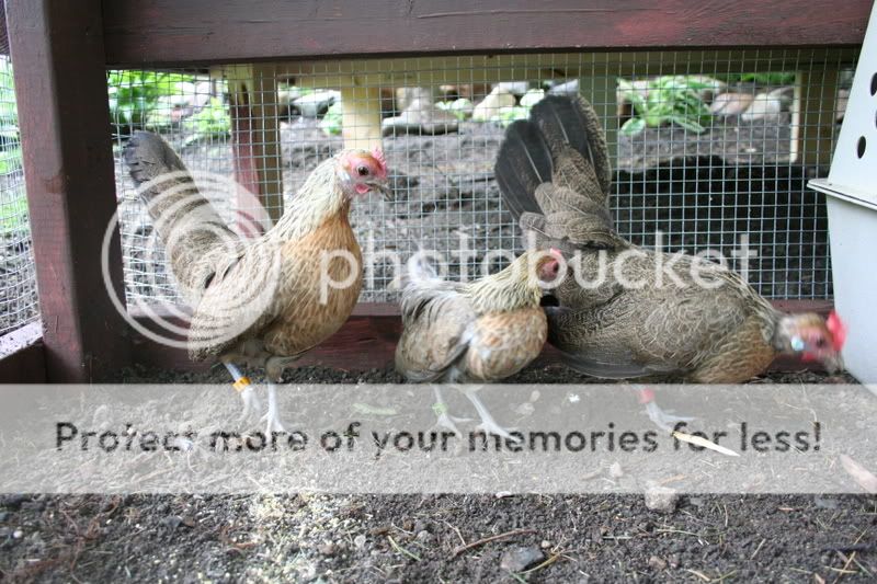 chickens014.jpg