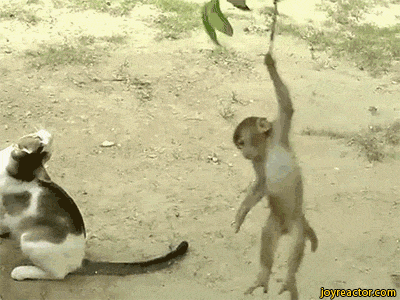 cat-monkey-gif-cute-1691236.gif