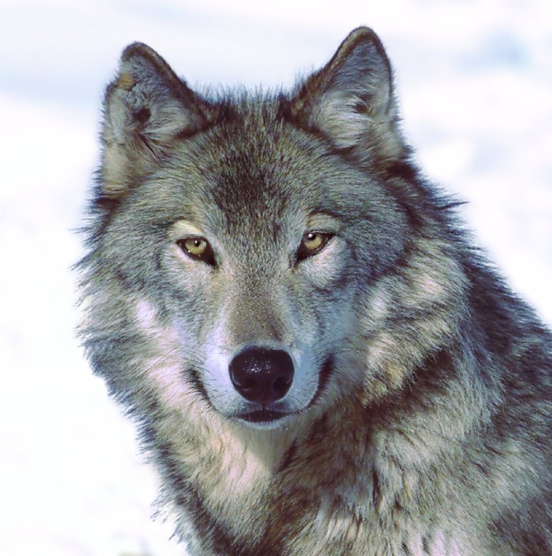 Wolf6.jpg