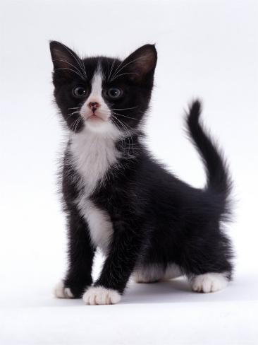 jane-burton-domestic-cat-6-week-black-and-white-kitten.jpg