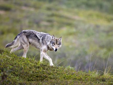 patrick-endres-gray-wolf-alpha-female-canis-lupus-on-the-tundra-denali-national-park-alaska-usa.jpg
