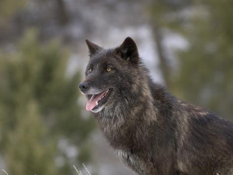 dave-watts-gray-wolf-head-dark-color-phase-canis-lupus.jpg