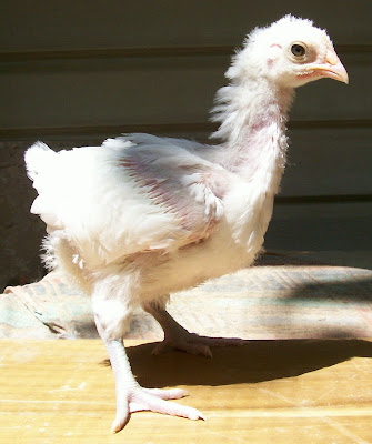 white-hen1mos.jpg