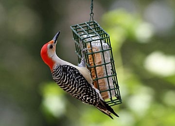 attract_birds_using_different_foods_and_feeders_1