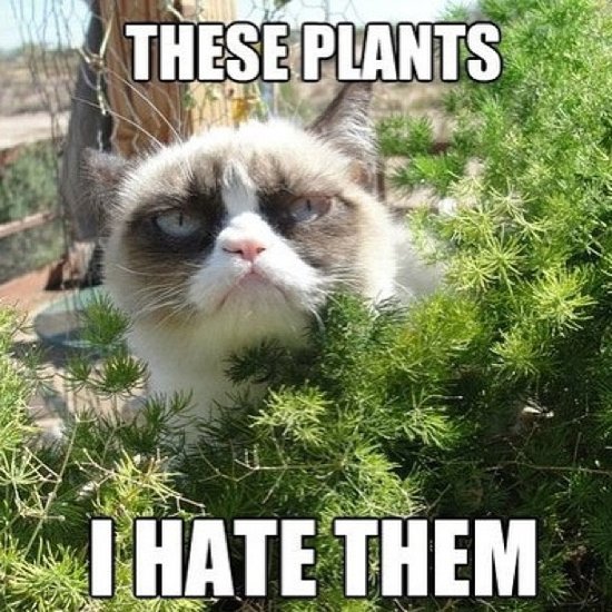 Silly-Animal-Memes.jpg