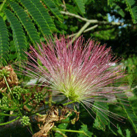 mimosa-close-1.gif