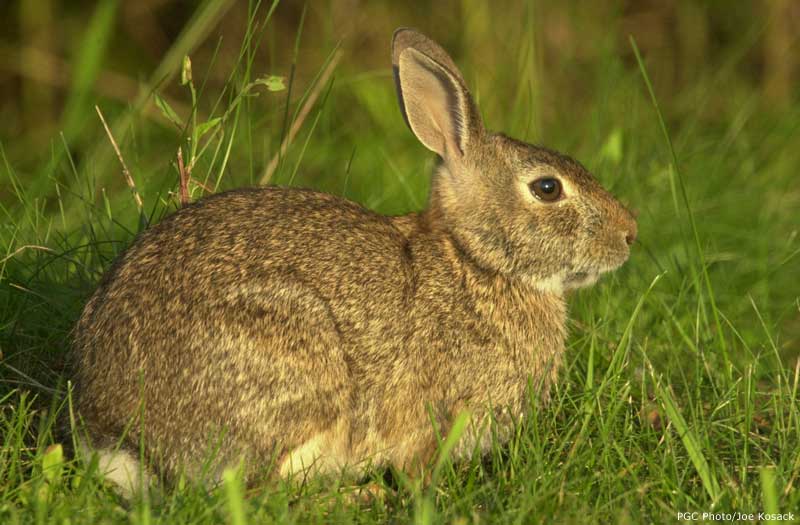 eastern_cottontail2.jpg