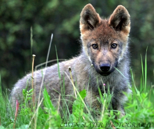 brown-wolf-pup.jpg