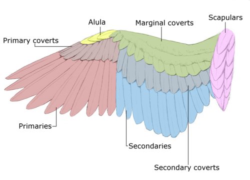 wing-feathers.jpg