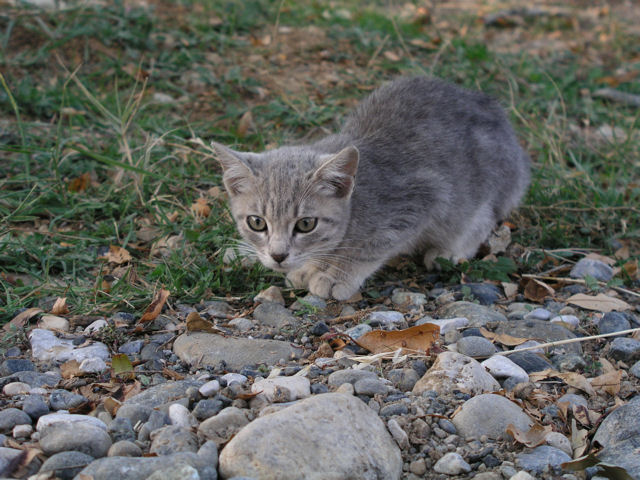 grey_kitten1.jpg