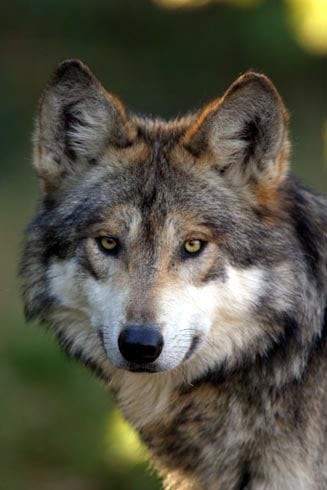 Mexican-Wolf-2-large-detail.jpg