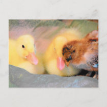 cartoon_ducks_and_chick_postcard-p239670920936516871td81_210.jpg