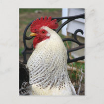 five_toes_rooster_photo_postcard-p239220823824370940trah_210.jpg