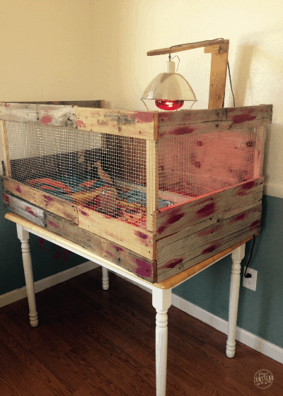 12 DIY Chick Brooders You Can Build This Weekend! - Rooted Revival