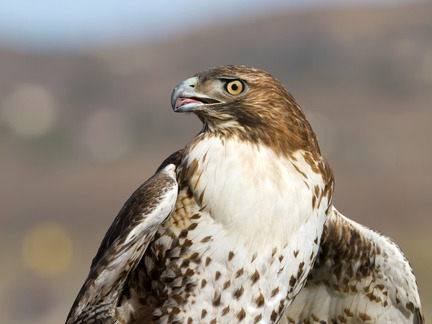 Red-tailed-Hawk-Juvenile-Female-3.jpg