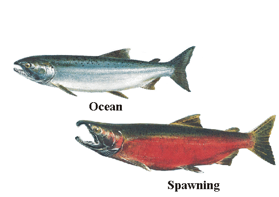 meet-the-species-coho-salmon.gif