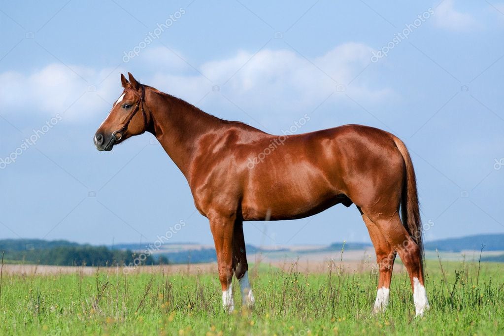depositphotos_10038382-Chestnut-horse-standing-in-field.jpg