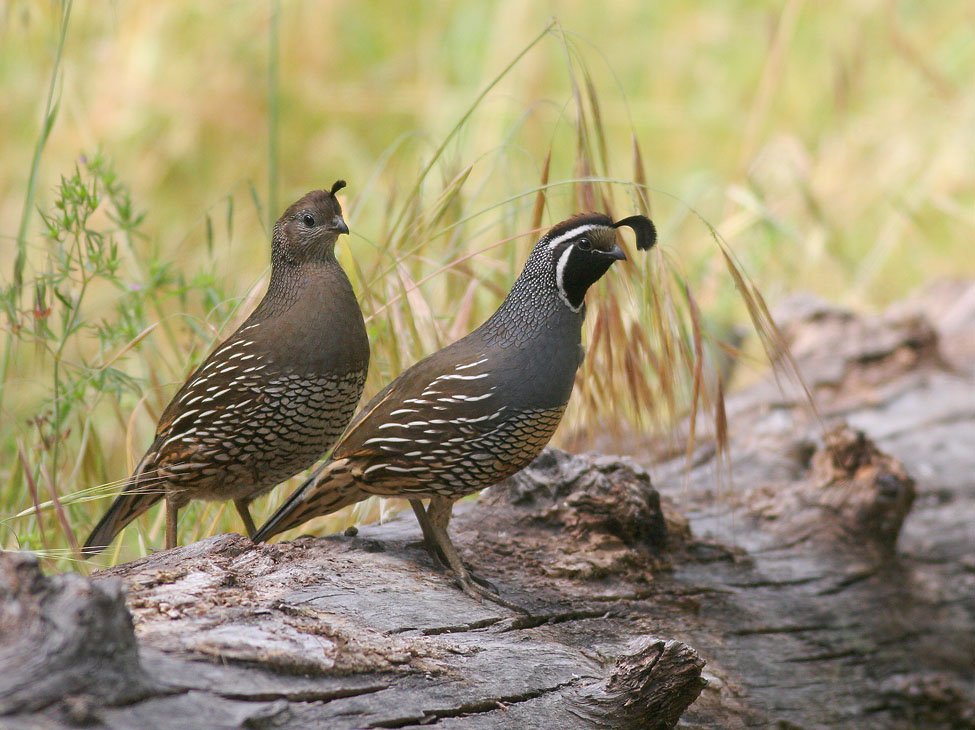 Do Both Female And Male California Quails Hunt 92