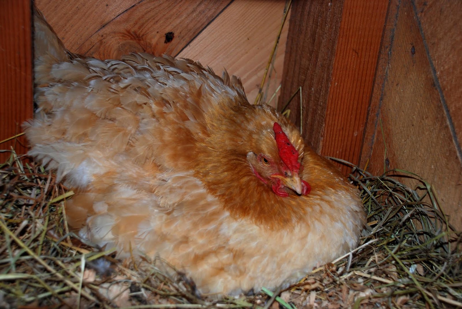 Пестрая наседка. Наседка курица высиживает яйца. Цыплята Ломан Браун. Курица высиживает цыплят. Курица наседка Квочка.