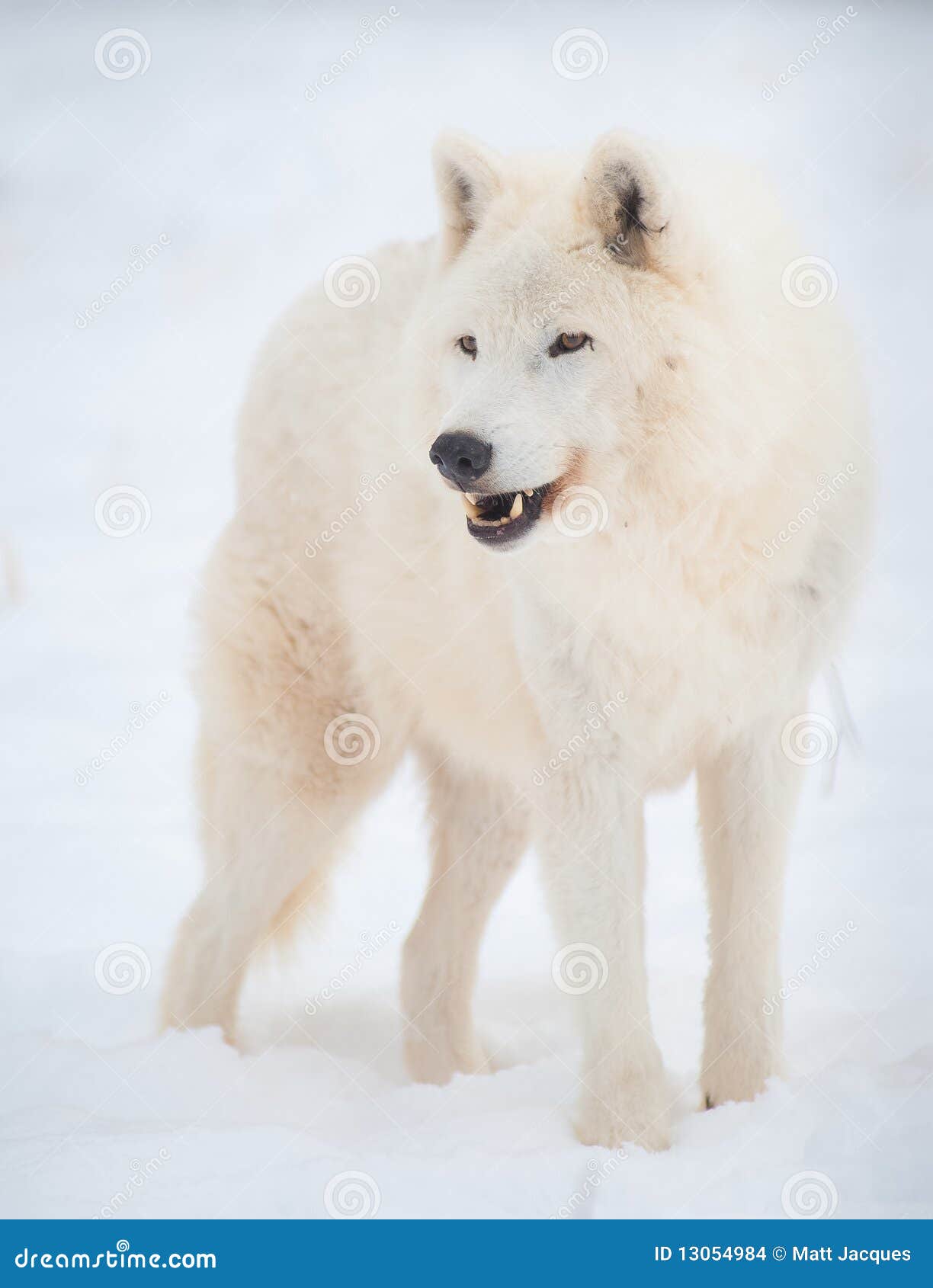 arctic-wolf-canis-lupus-arctos-snow-13054984.jpg