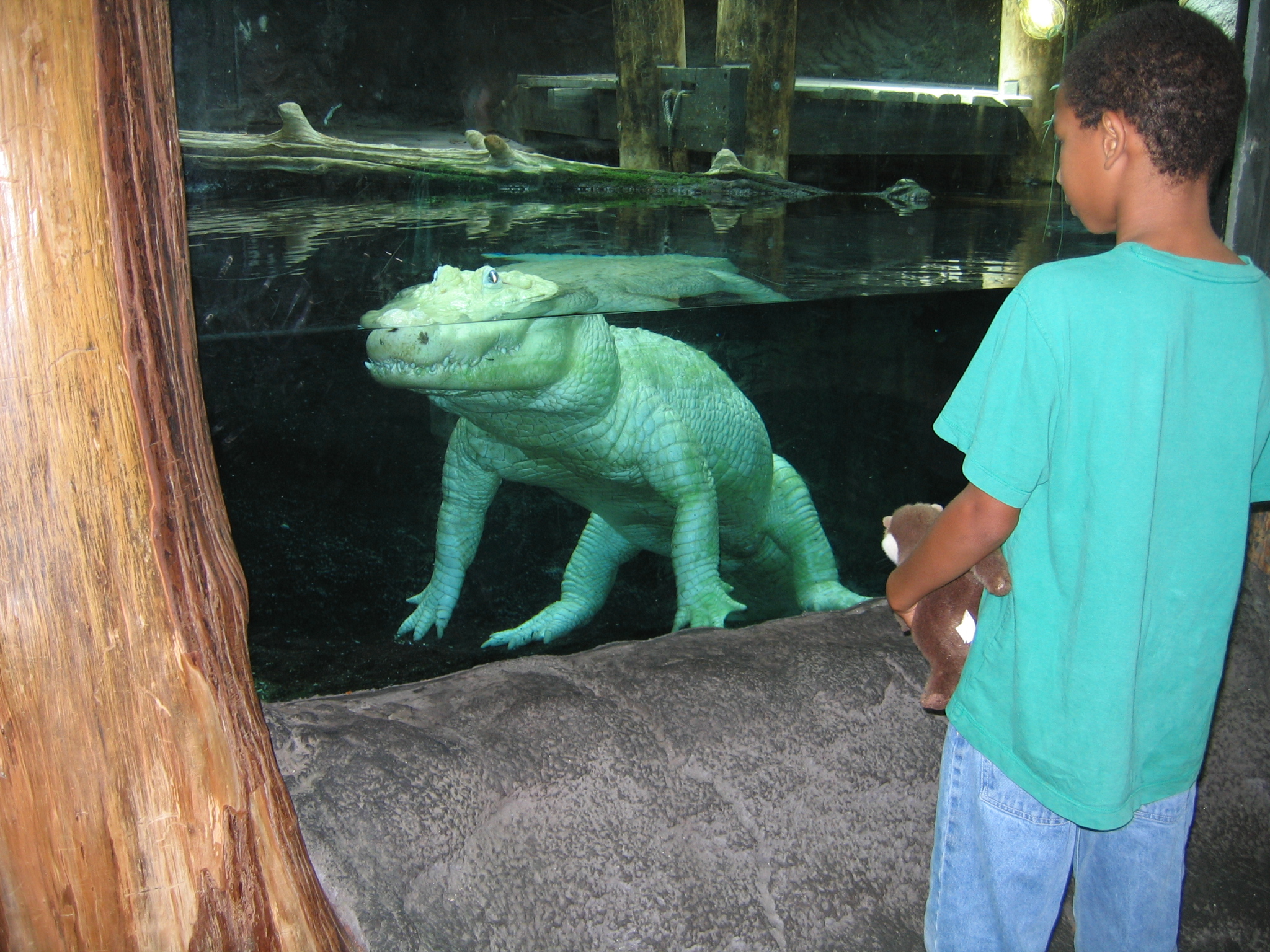 White_alligator_-_Aquarium_of_the_Americas.jpg