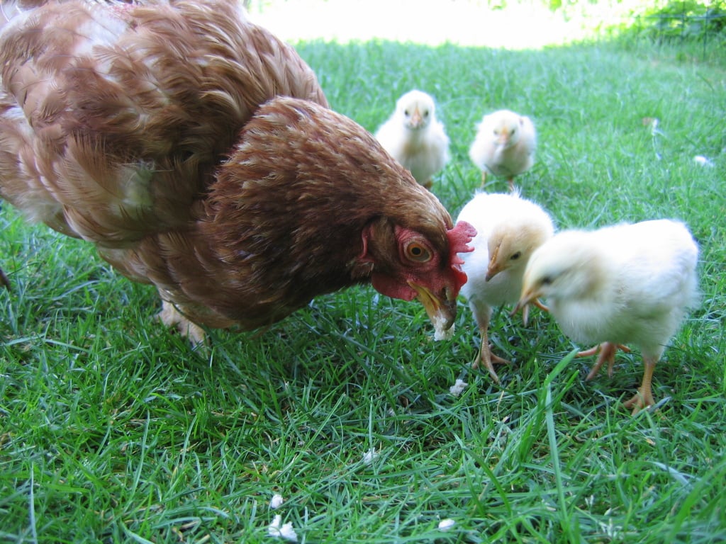Hen_with_chickens_in_native_breeding.jpg