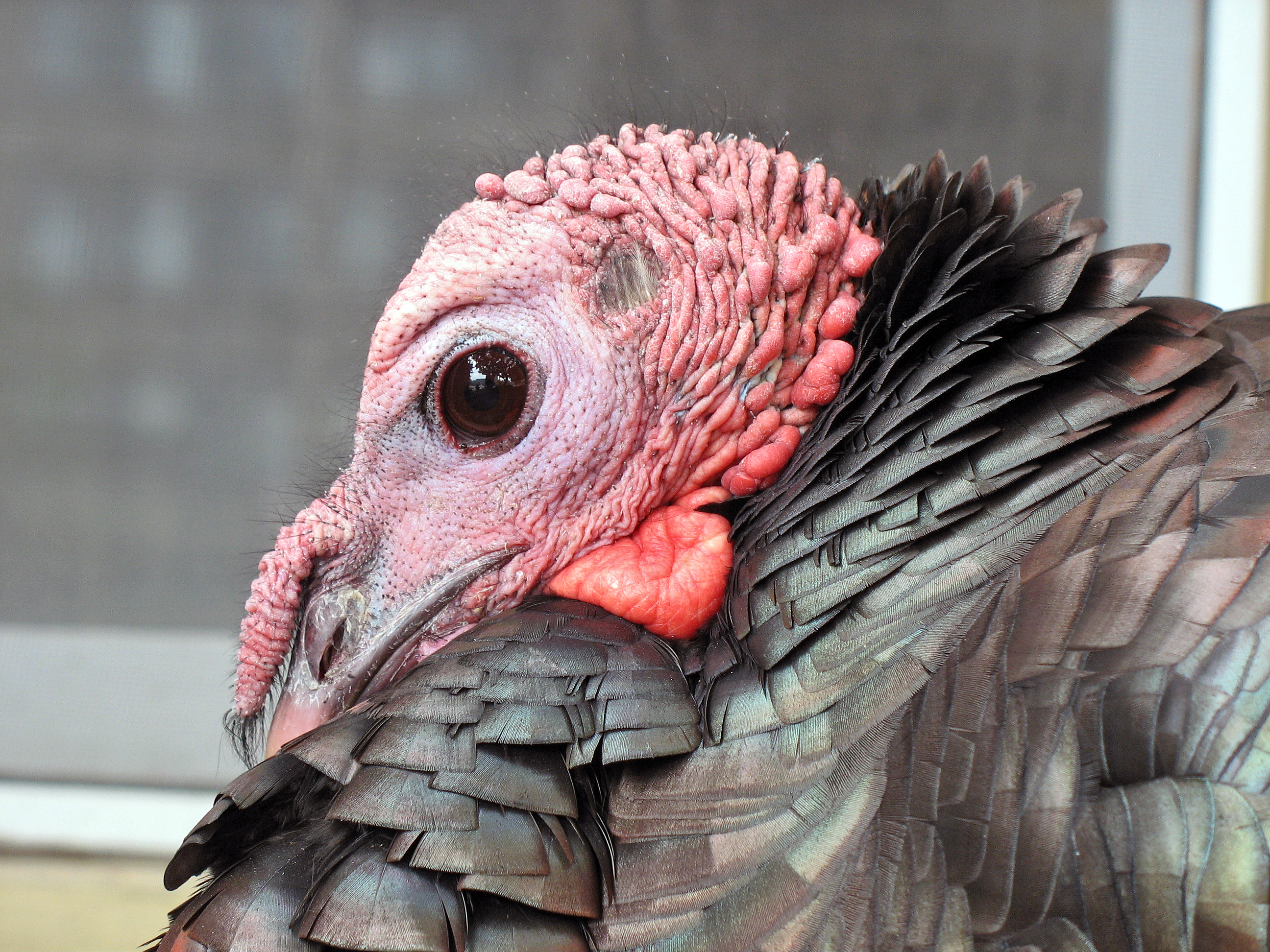 Wild_turkey_closeup.JPG